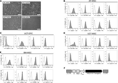 Investigating Optimal Autologous Cellular Platforms for Prenatal or Perinatal Factor VIII Delivery to Treat Hemophilia A